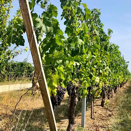 Maison Au Coeur Des Vignes, Proche Saint-emilion